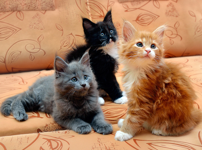 Three kittens sitting on a couch