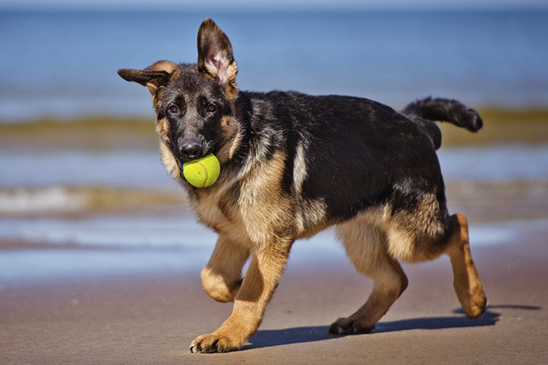 When Do Male Dogs Become Sexually Active? | Cuteness