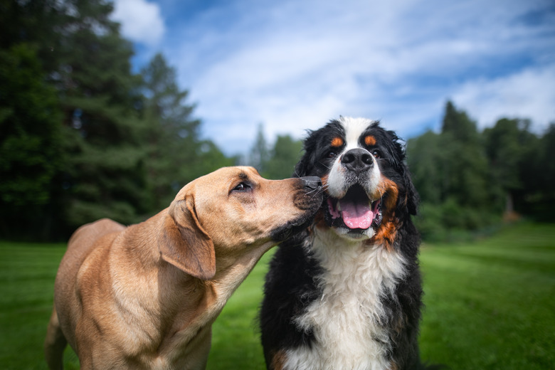 When Do Male Dogs Become Sexually Active?