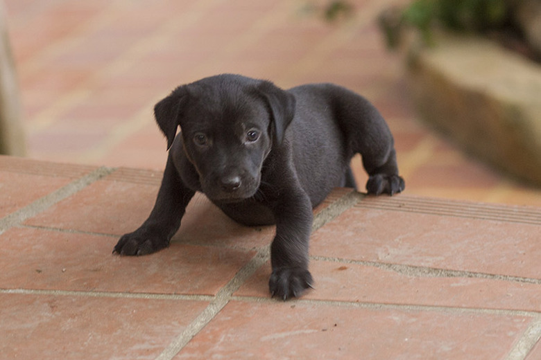 A black puppy learning to walk on brick sidewalk