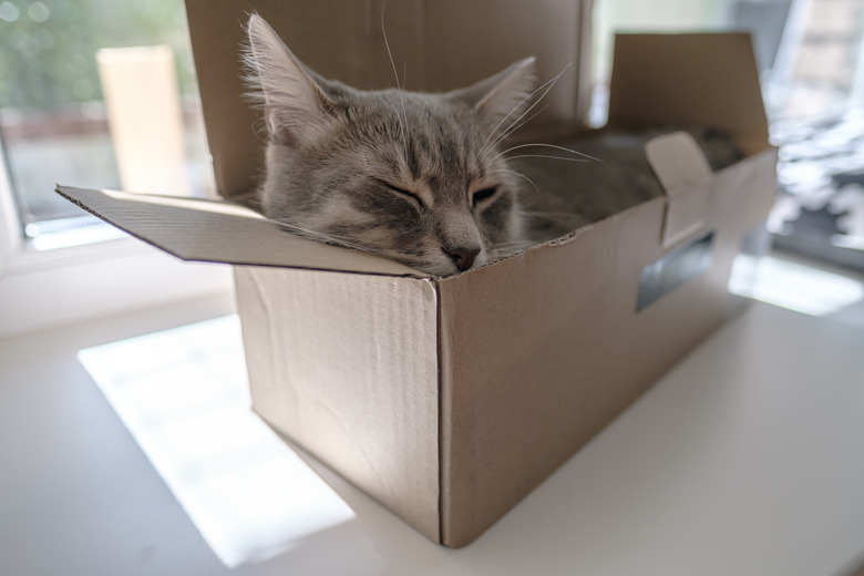 Cute cat hardly fit into a small cardboard box and fell asleep