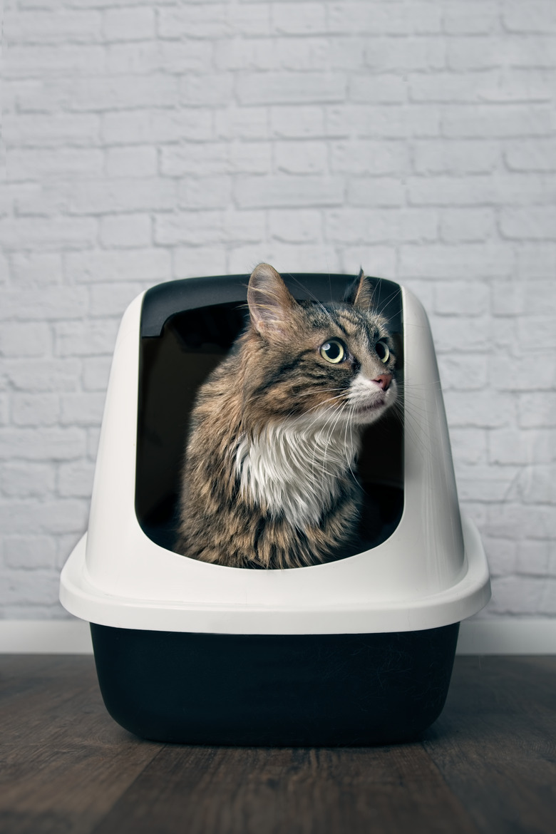 Maine Coon cat sitting in a litter box and looking disinterested sideways.