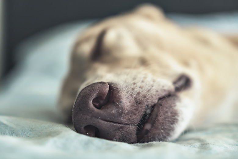 A close up picture of a dog's nose