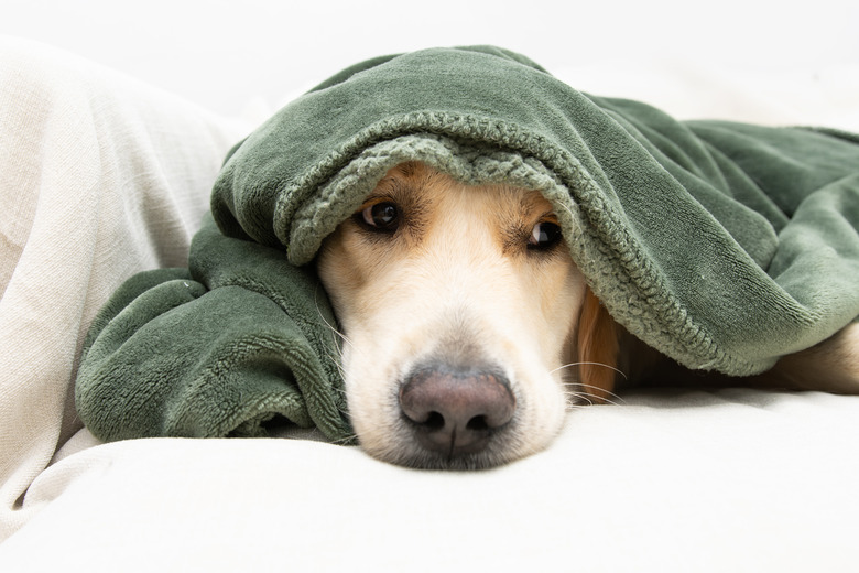 A Golden Retriever dog lies on a couch covered by a blanket