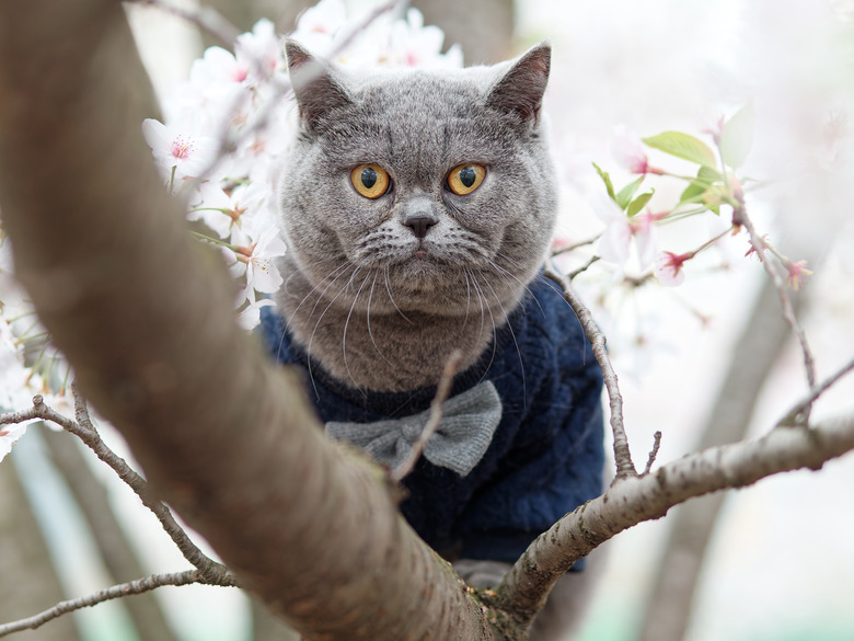 Portrait of British shorthair cat sit on cherry blossom tree