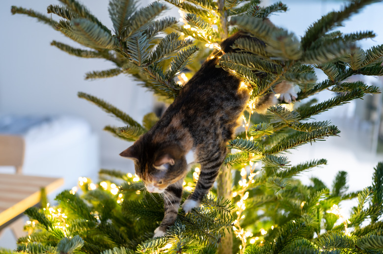 Cat sits inside the Christmas tree surrounded by LED garland