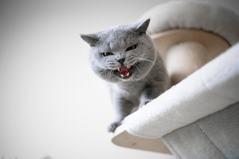 Gray cat perched on a scratching post and their mouth is open in a hiss.