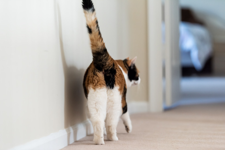 Closeup of calico cat back walking showing tail butt
