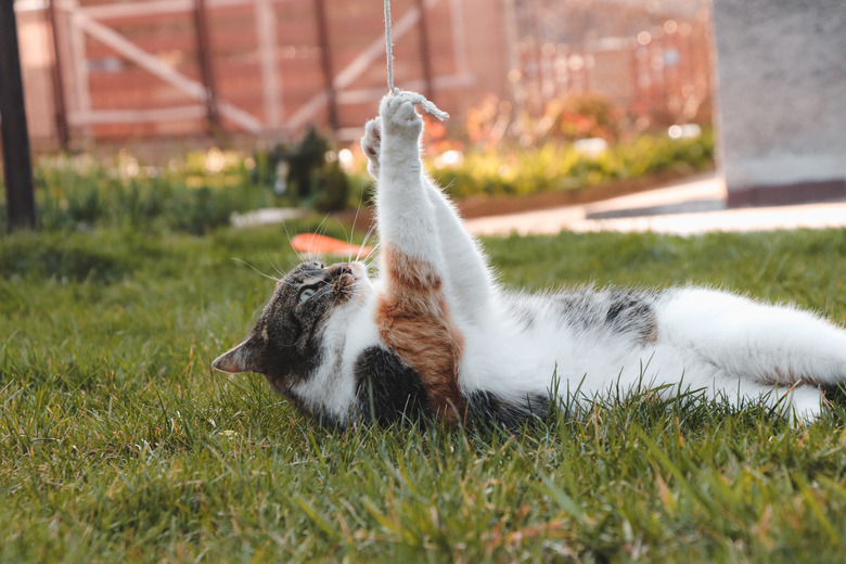 Playful kitten is playing with a string at sunset