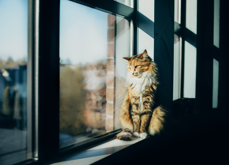 Cat sitting on windowsill