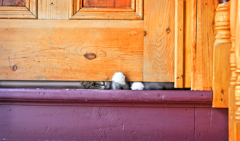 Kitten peeking under a closed Door