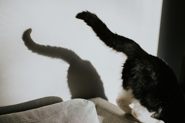 Conceptual image of a cat leaping off the side of chair