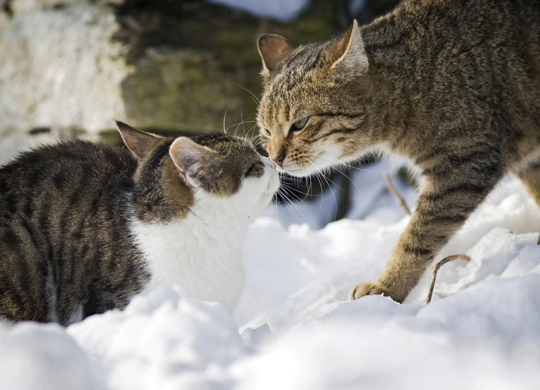 Cat sniffing an old tabby tomcat in the snow