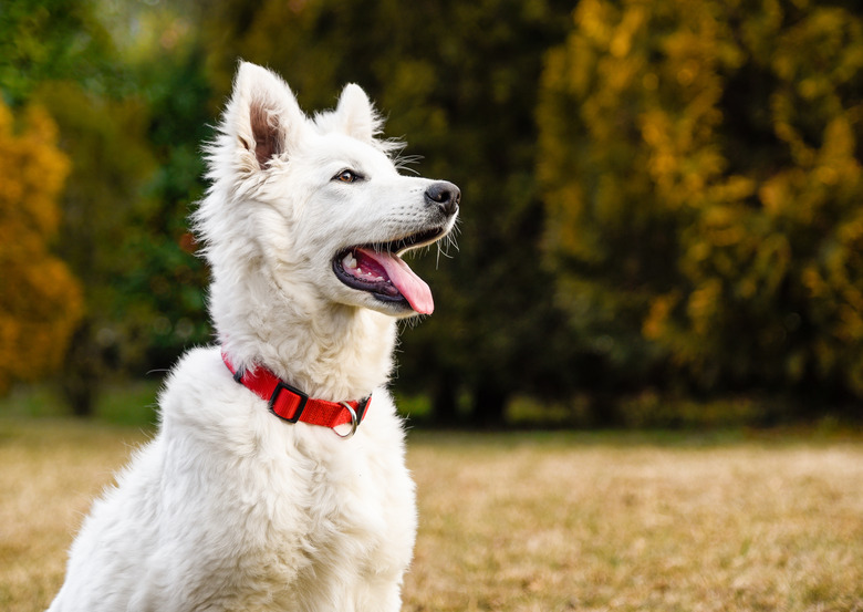 Close-Up Of White Dog Sticking Out Tongue At Park During Autumn