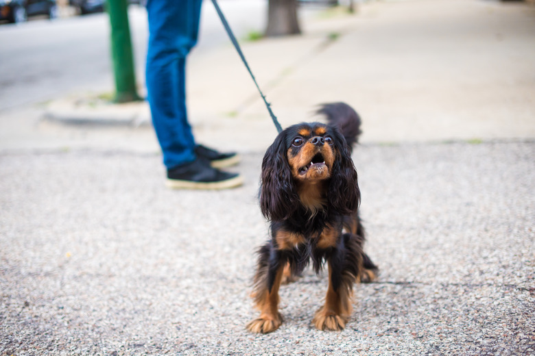 Cavalier King Charles Spaniel out for a walk
