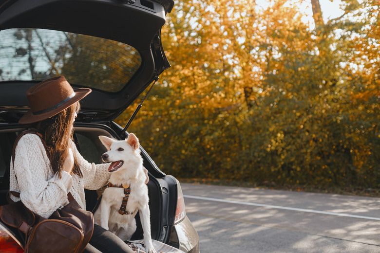 Woman sitting with white dog in car trunk and looking at sunny autumn trees. Road trip with pet