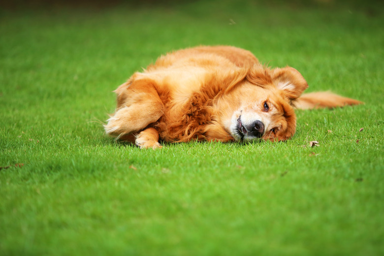 Veteran Golden Retriever lying upside down on grass field. dog having fun on the lawn at the park.