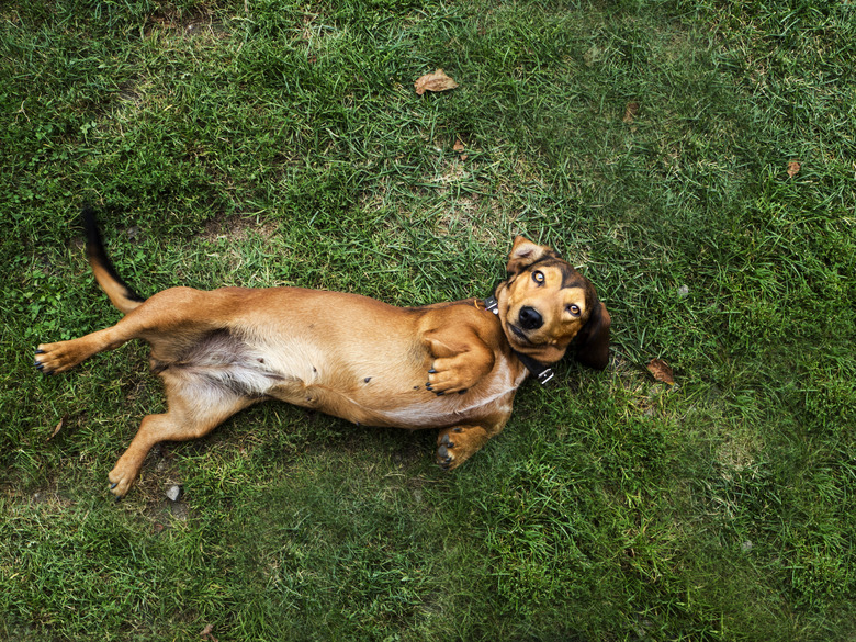 Overhead view of a dog rolling around on the grass
