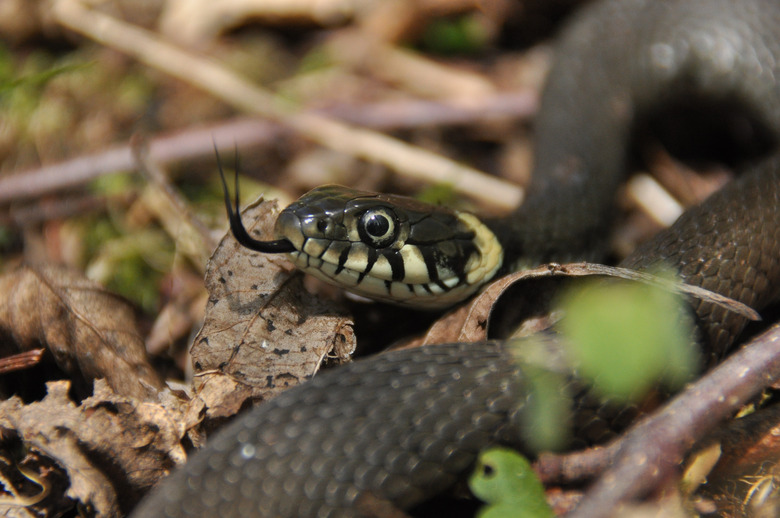 Non-venomous grass snake black and yellow is sticking its tongue out while laying on grass and leaves