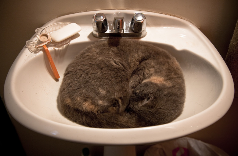 Cat Asleep In A Wash Basin