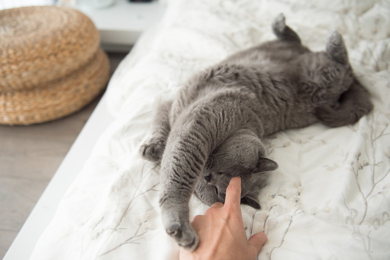 British Short Hair cat playing with owner on bed