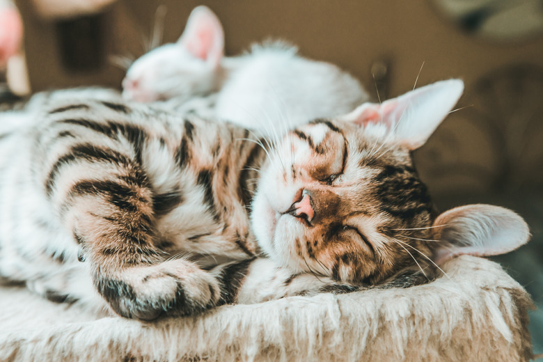 Adorable Kitten Sleeping, Bengal Kitten