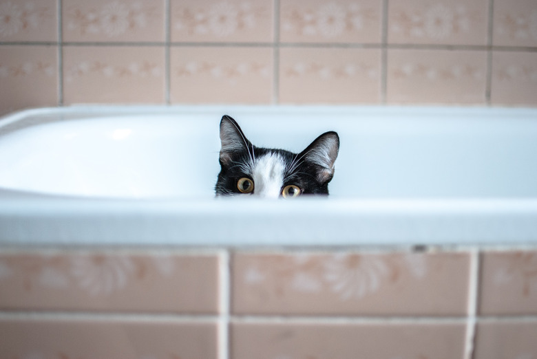 Portrait Of black and white Cat Hiding In Bathtub