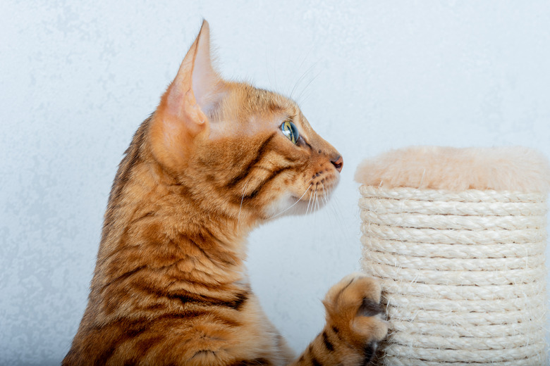 Domestic cat using a scratching post in the room