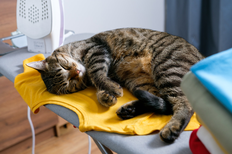 A striped fluffy gray cat sleeps on the ironing board