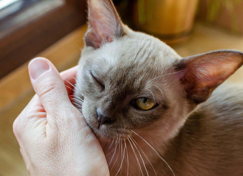 Burmese female chocolate cat portrait at apartment