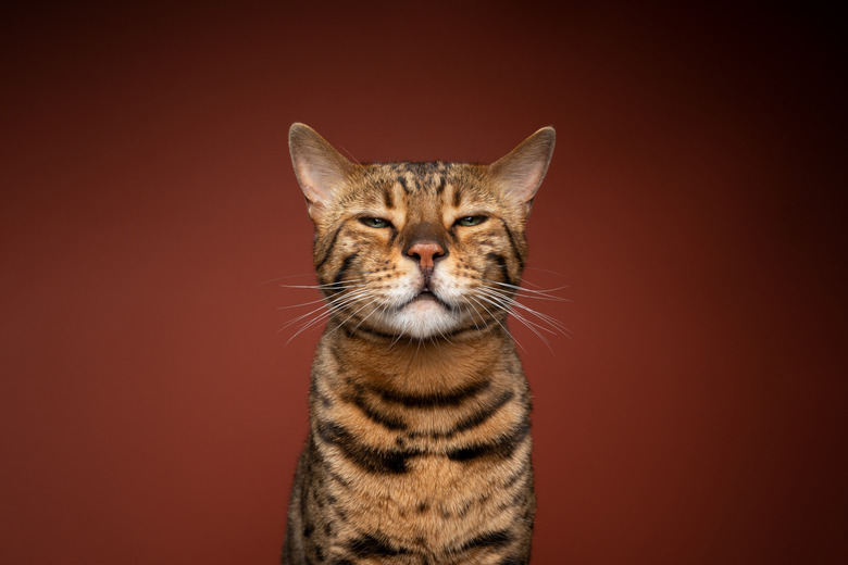 A striped cat is sitting against a maroon background