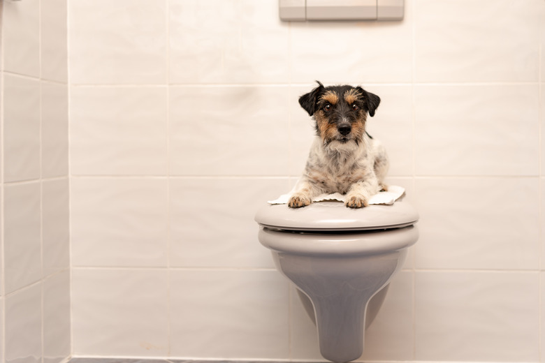 Dog lies on the toilet lid and guards Jack Russell Terrier 3 years old