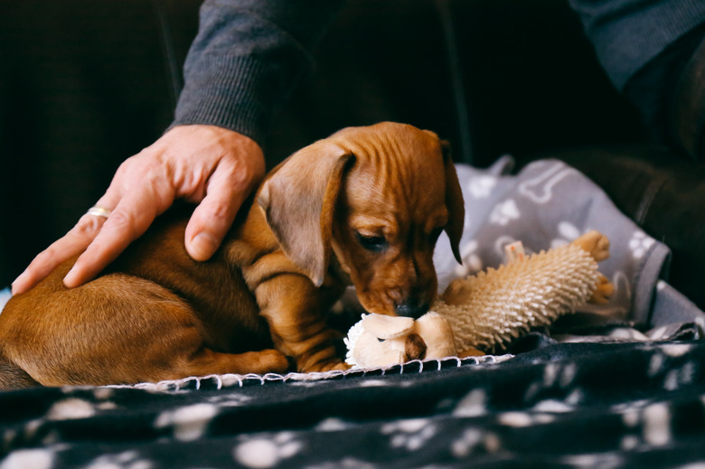 Brown dachshund puppy playing with a soft toy