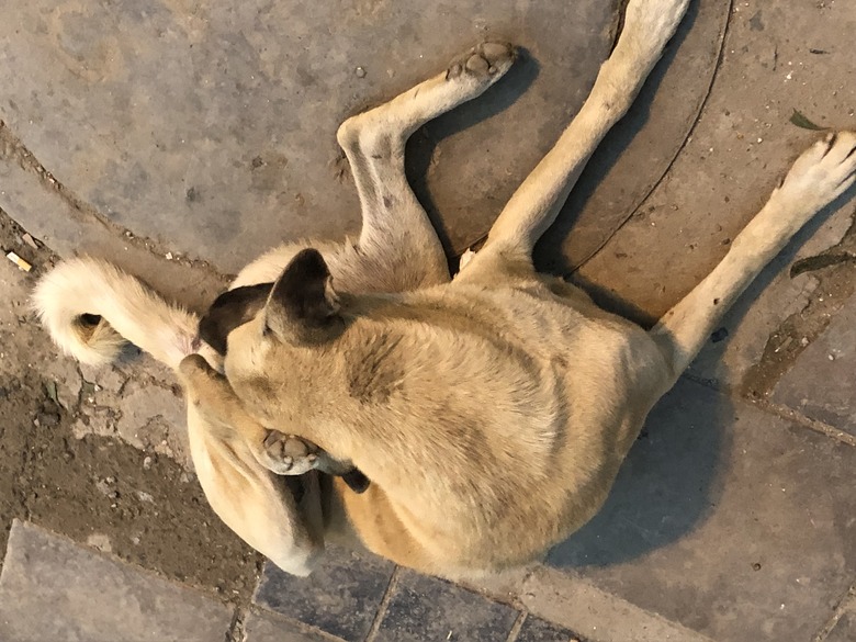 dog licking his butt