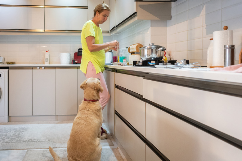 Why Do My Dogs Do That? Short Answers To 10 Of Your Dog Behavior Questions