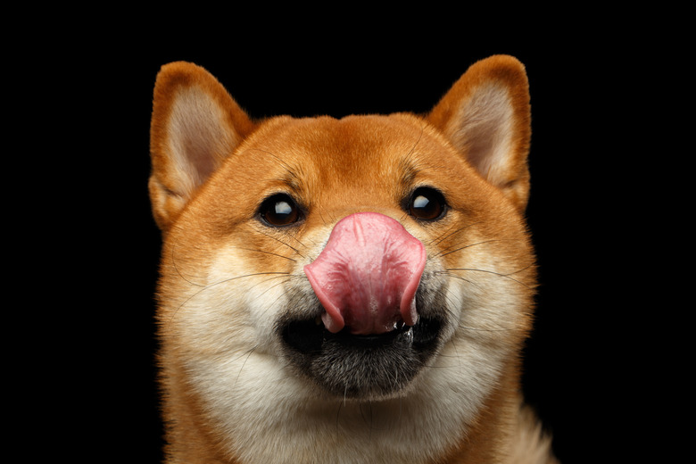Portrait of head Shiba inu Dog