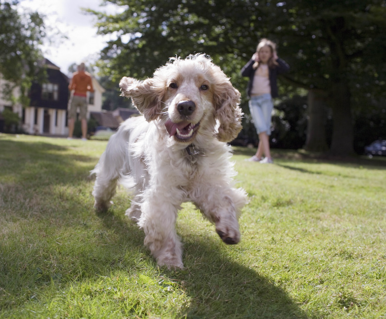 Dog running towards camera in grass