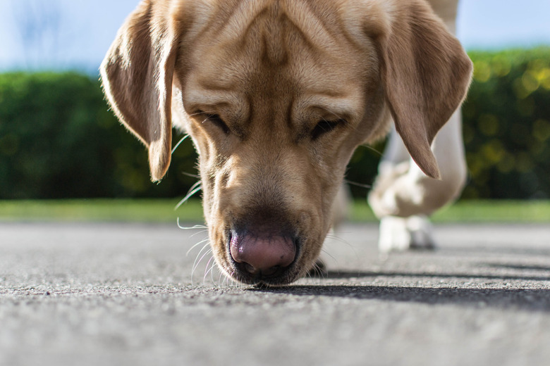 Dog sniffing the ground