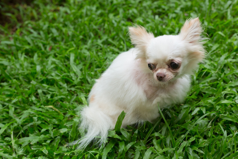 white chihuahua small cute dog
