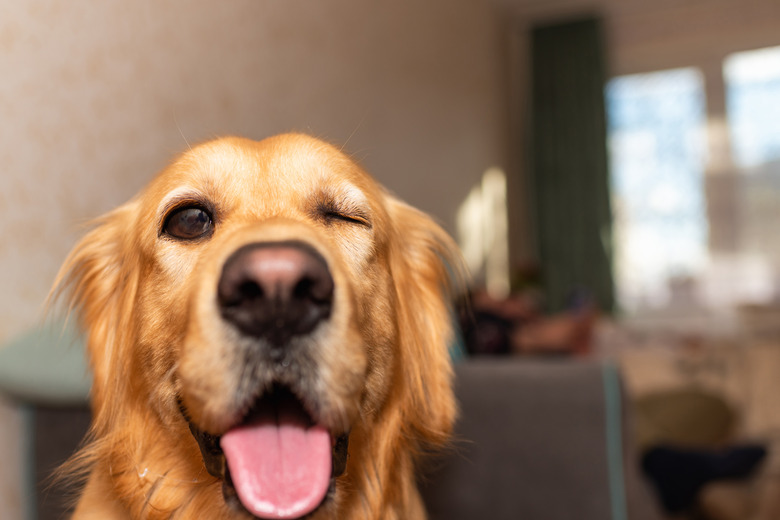 A Golden Retriever dog is looking into the camera with its mouth open