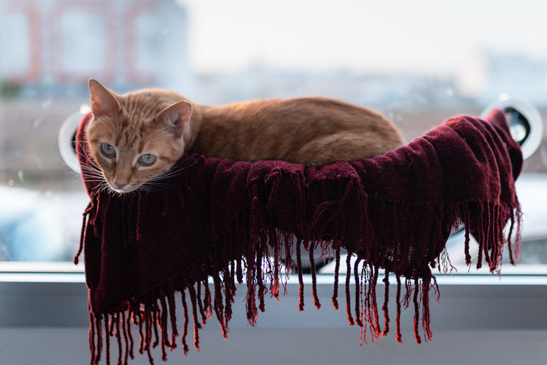 tabby cat lying in a hammock attached to the window