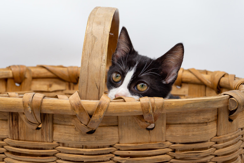 Small kitten hidden in a wicker basket. Domestic feline puppy
