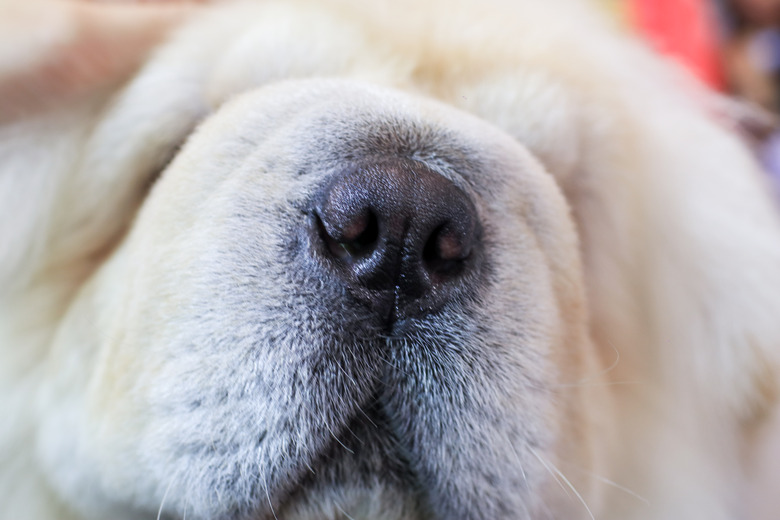 Why do dogs have wet noses cuteness