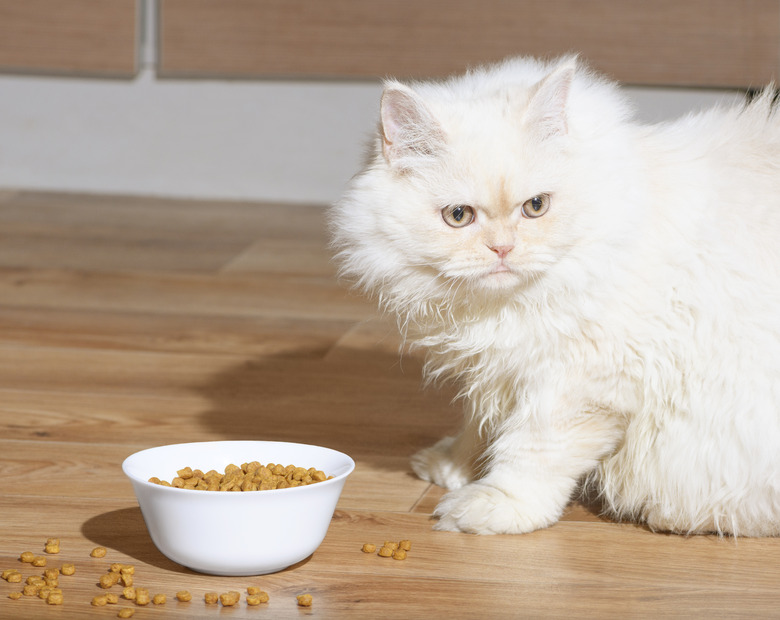 White Persian kitten sitting next to full bowl of dry food on a wooden floor.
