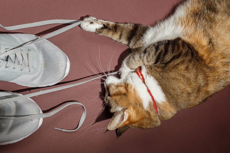 Pretty redhead cat gnawing bootlaces of sneakers on pink and brown floor. Top view