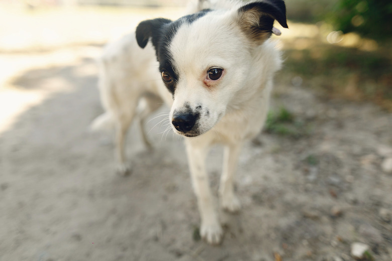 cute little scared dog from shelter posing outside in sunny park