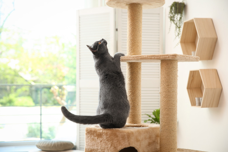 Cute pet on cat tree at home