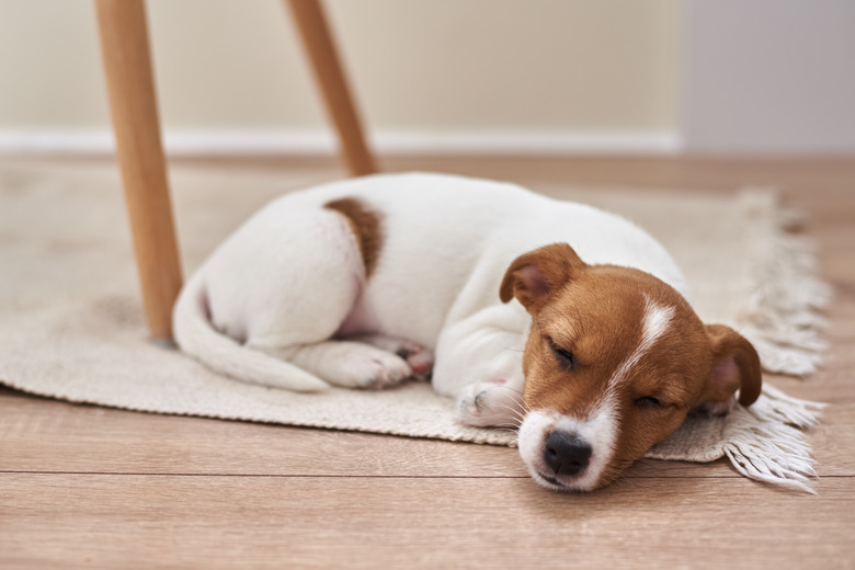 Sleeping jack russel terrier puppy dog on the floor