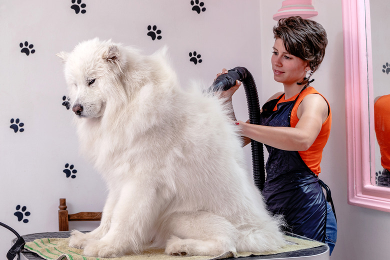 A professional groomer is air drying and brushing a Siberian Samoyed