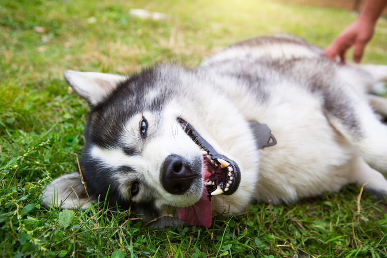 Husky dog is lying contentedly on the grass with his tongue hanging out